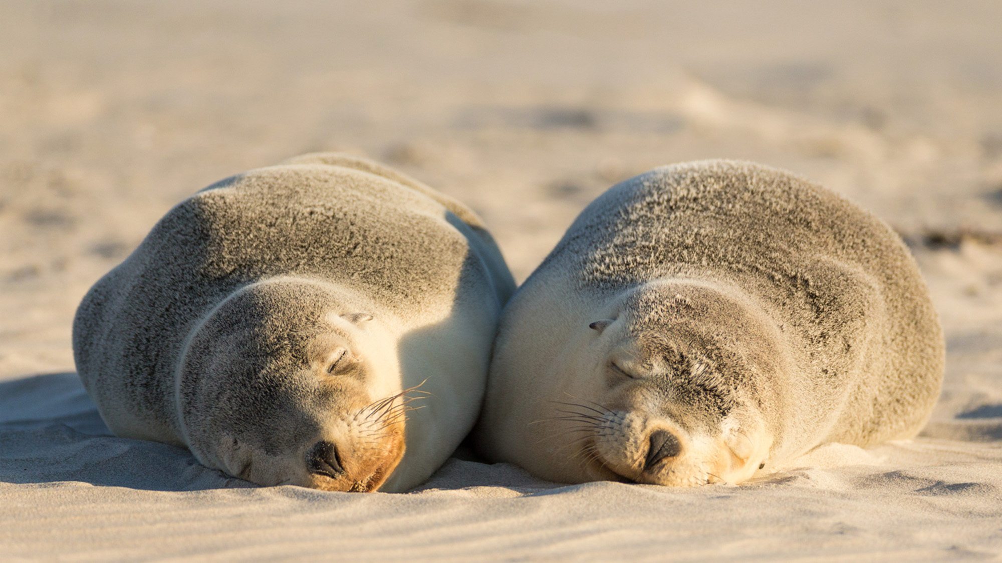 Kangaroo Island 2024 Holidays of Australia & the World Great Rail