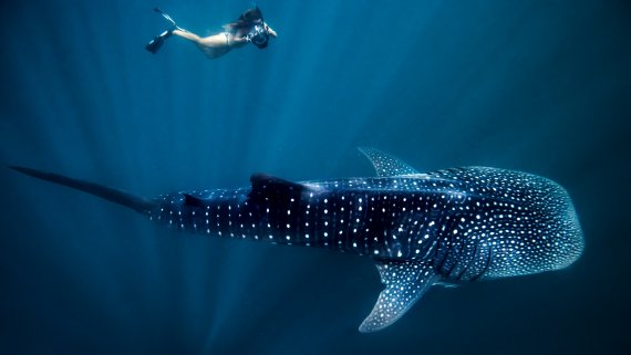 Abrolhos Islands & the Coral Coast with Coral Expeditions & The Indian Pacific