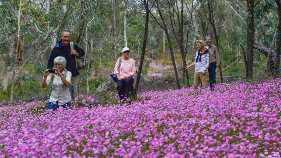 Western Wildflowers Discovery