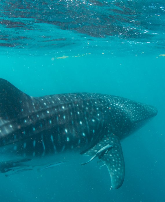 The Magic of Ningaloo