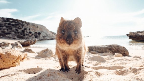 Christmas on the Indian Pacific with Rottnest & Margaret River Highlights