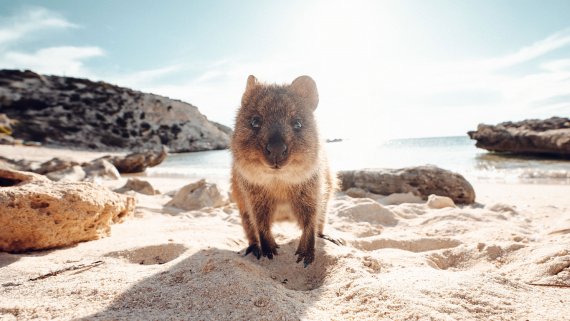 Fly Free with The Indian Pacific: Margaret River and Rottnest Discovery from Sydney to Perth