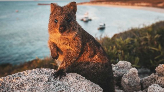 Indian Pacific with Perth & Margaret River Escape