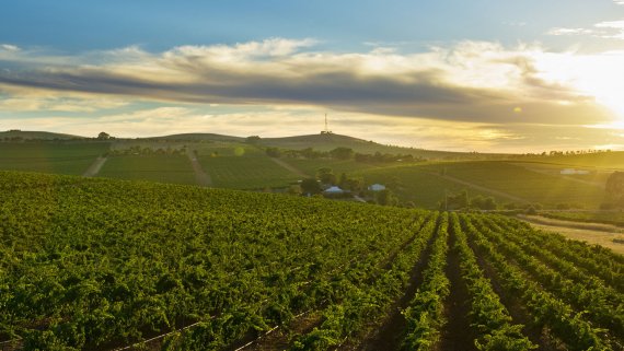 Riesling & Retreat: Clare Valley Drive