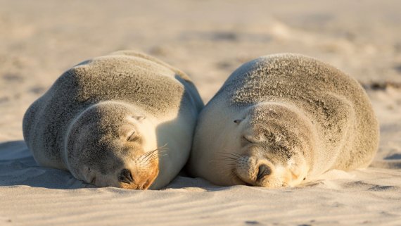 Adelaide & Kangaroo Island Explorer