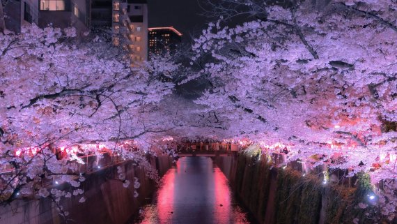 Japan in Bloom - Toyko & Diamond Princess Cruise Hosted Small Group Tour