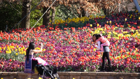 Southern Highlands & Canberra Floriade with Bowral Tulip Festival