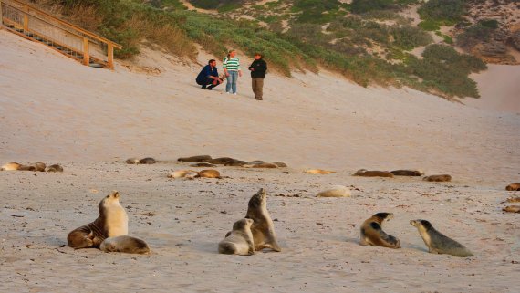 Kangaroo Island Discovery Hosted Small Group Tour