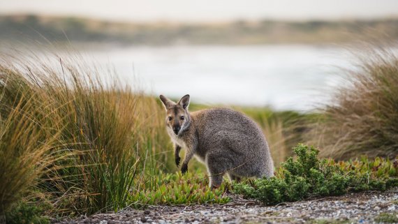 King Island Easter Escape Hosted Small Group Tour