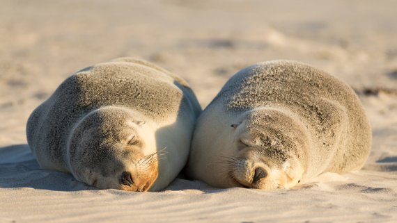 Murray Princess Cruise with Kangaroo Island Hosted Small Group Tour