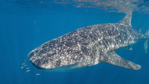 Ningaloo Reef & Exmouth Short Stay