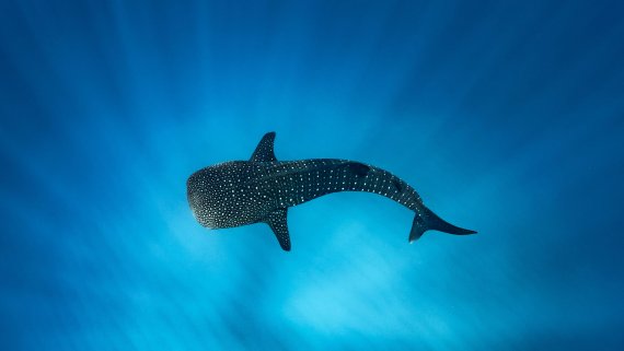 Ningaloo Reef & Exmouth Short Stay